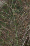 Tufted lovegrass